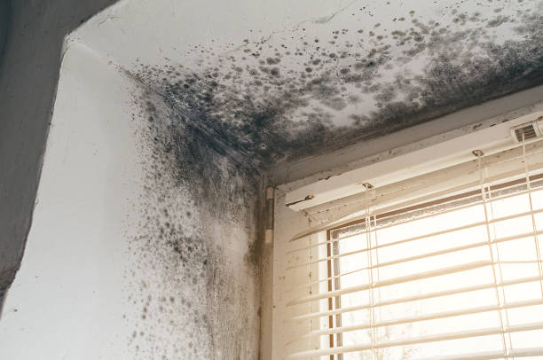 Affordable Basement Mold Removal solutions in Springfield, IL