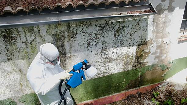 Top rated local Basement Mold Removal specialists in Springfield, IL